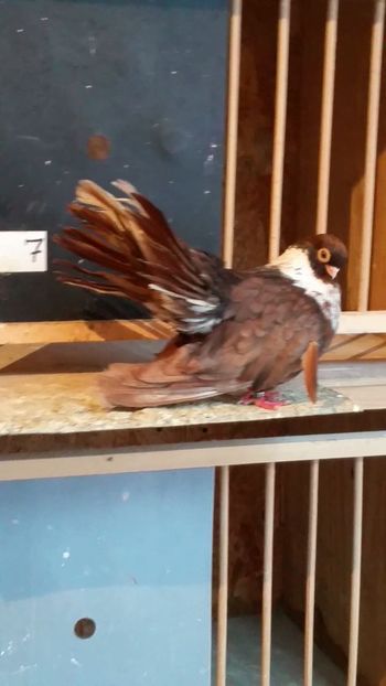 M 2016c muced - Negri trenati de bucuresti - negri turci