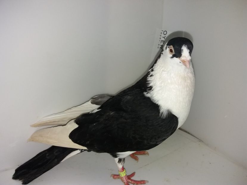 9080  mascul  2017 - 00001 porumbei dragi mie arhivă