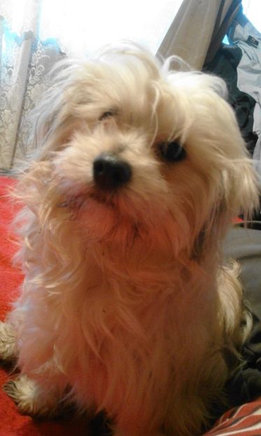 CEZAR MAXIMUS - ÎNCEPUTURI 2