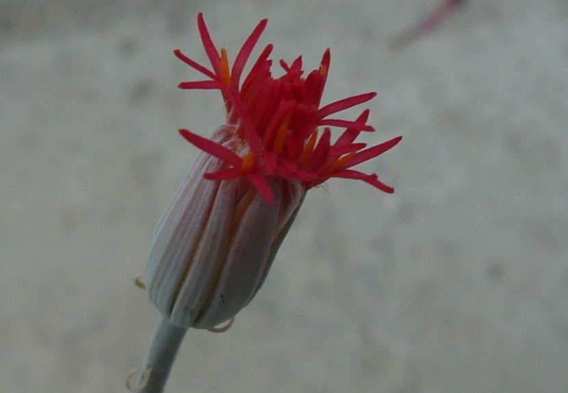 Kleinia stapeliiformis (E.Phillips) Stapf  1924. - Genul Kleinia