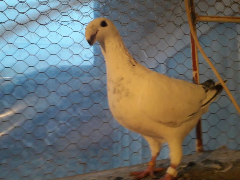  - Pui voiajori germani 2017