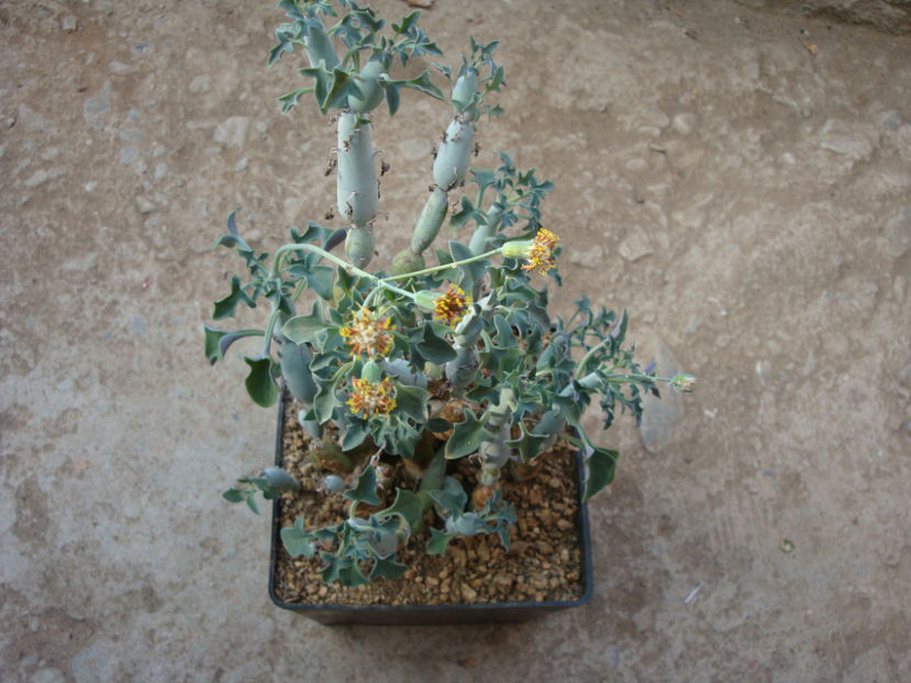 Senecio articulatus (L.f.) Sch.Bip. 1845. - Genul Senecio