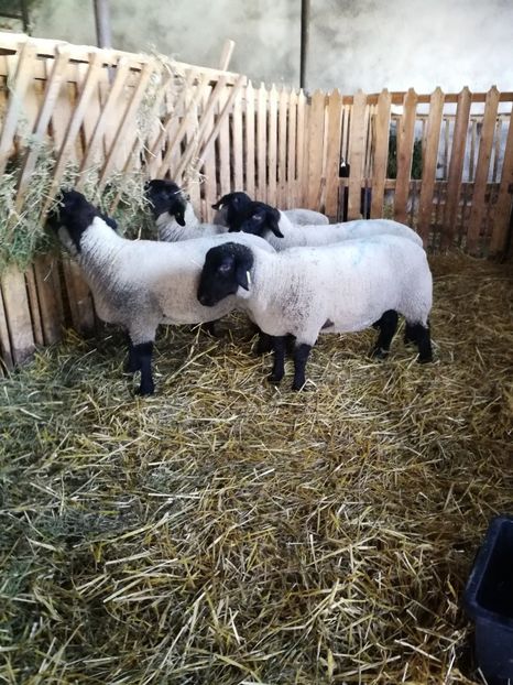 Mielute suffolk 10-11 luni 75-90 kg - oi suffolk