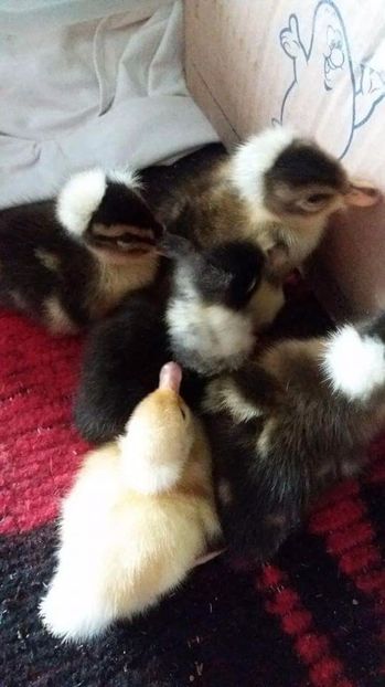 received_1401429029914757 - rate motate