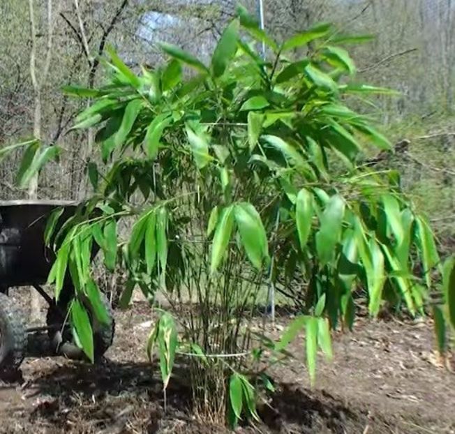 Moso Bamboo Tree - ACASA-Seminte 2018