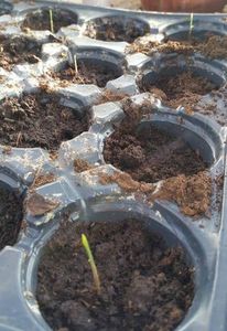 Germinate Moso Bamboo Phyllostachys pubescens - ACASA-Seminte 2018