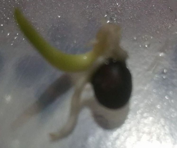 Washngtonia Filifera seed germination - ACASA-Seminte 2018