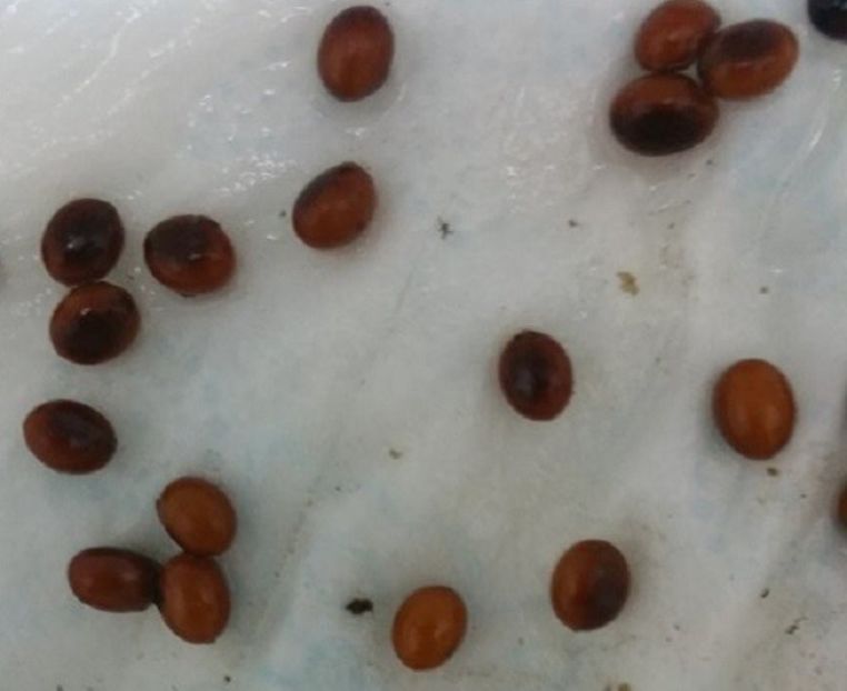 Washingtonia filifera - Palm - decorticated seeds - ACASA-Seminte 2018