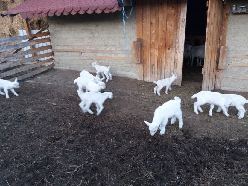 Exploram noroiu si frigul - Fatari 2018