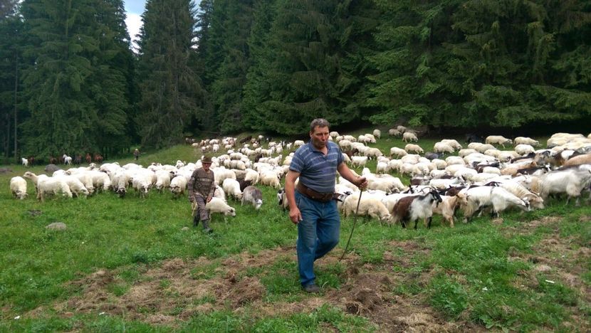  - Cainii de oi-special pentru cristidami