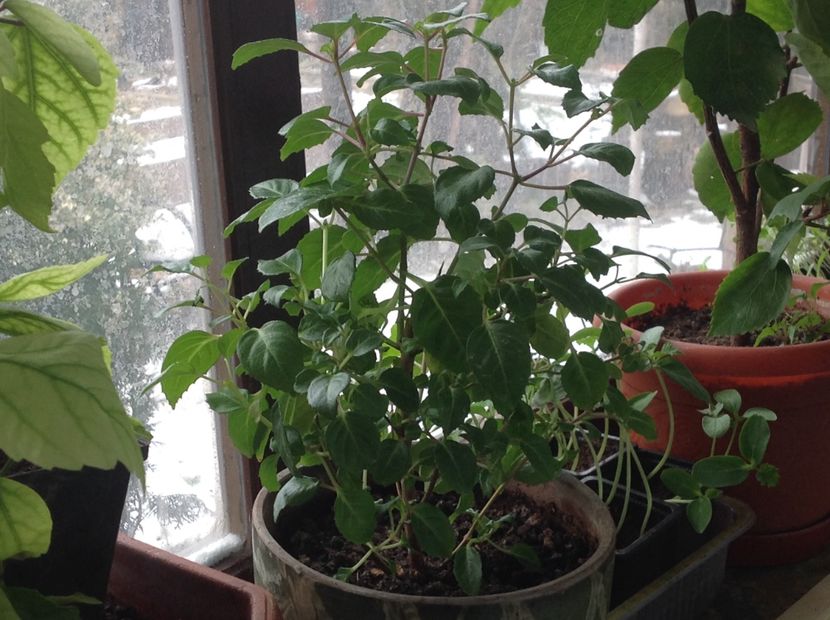 Blue Sarah - Tăiere de igienizare fucsia