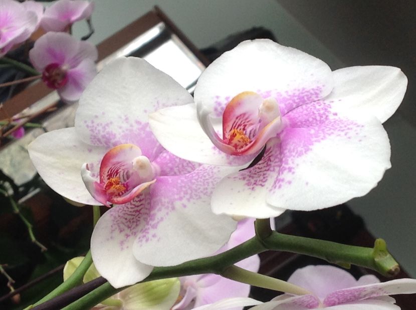  - Phalenopsis ian 2018