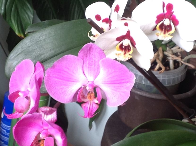  - Phalenopsis ian 2018