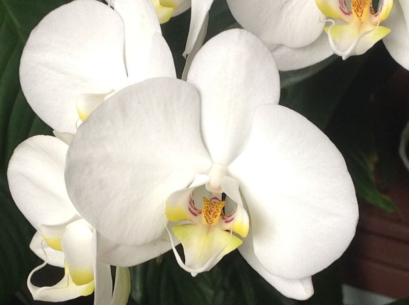  - Phalenopsis ian 2018