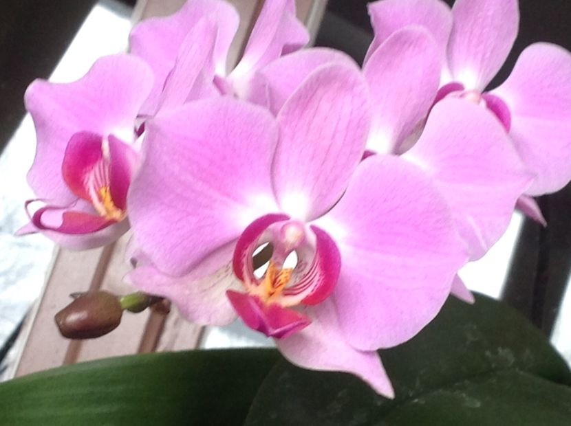  - Phalenopsis ian 2018