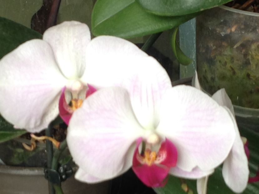  - Phalenopsis ian 2018