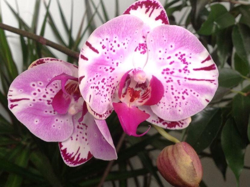  - Phalenopsis ian 2018