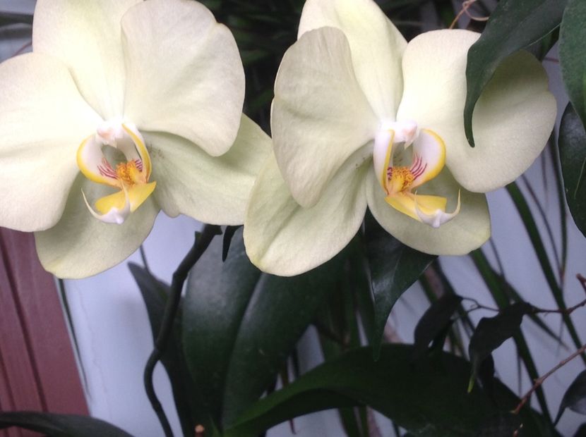  - Phalenopsis ian 2018