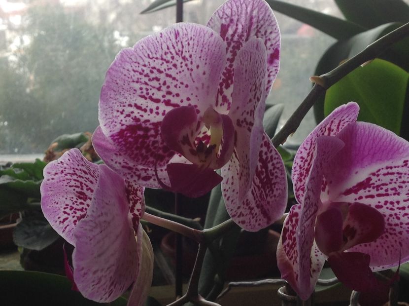  - Phalenopsis ian 2018