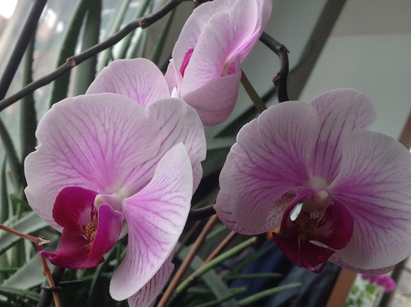  - Phalenopsis ian 2018