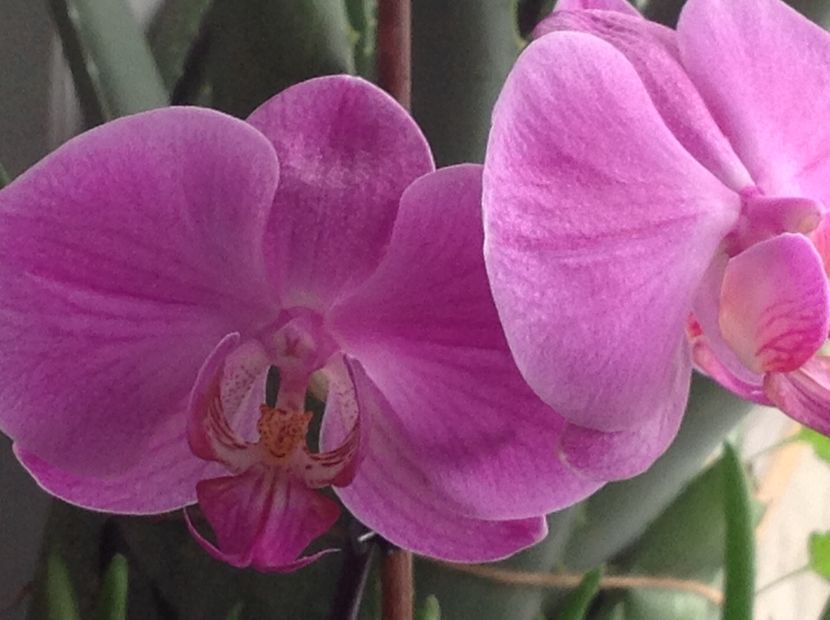  - Phalenopsis ian 2018