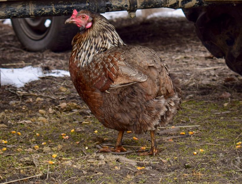 gaini araucane - Araucane