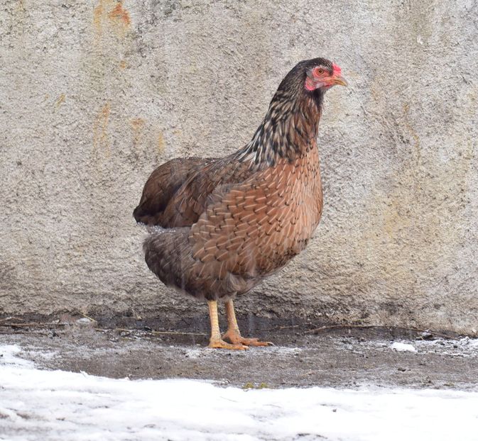 araucana 2014 - Araucane