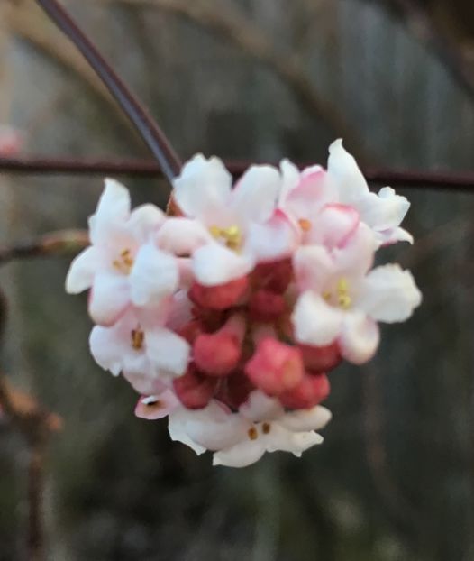 viburnum - Arbuști 2018