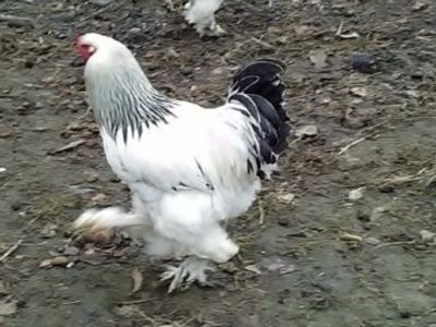 temp1 - Brahma 2017