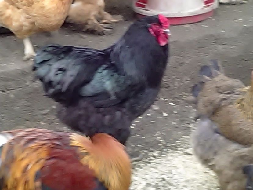 P_20180212_161955 - Brahma 2017