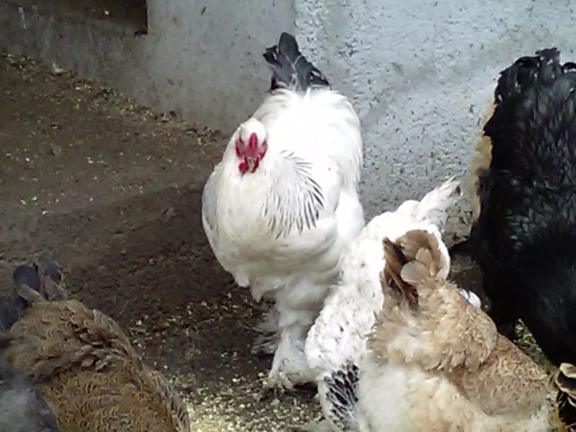 P_20180212_161937 - Brahma 2017