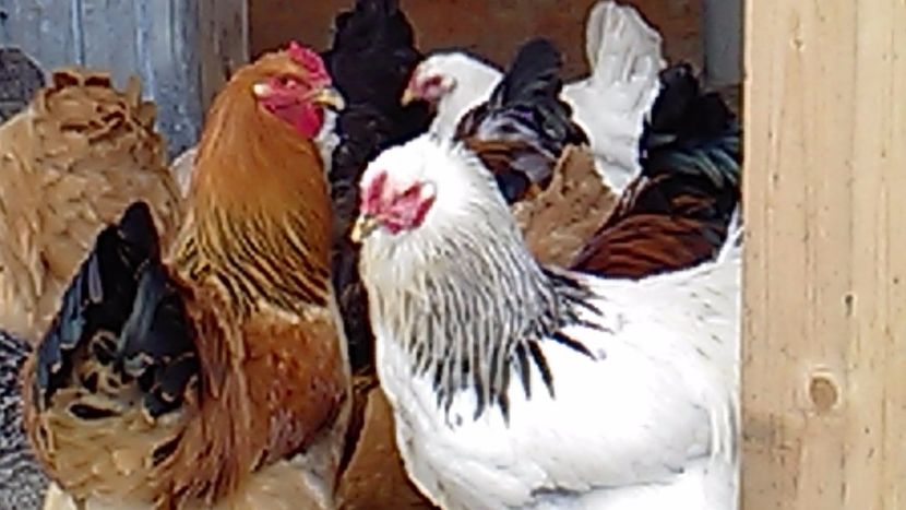 P_20171211_095315 - Brahma 2017