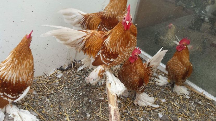 received_1790938850957132 - Mii de flori galben-alb