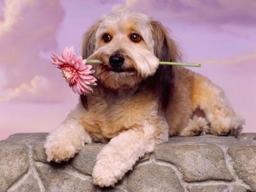animale-indragostite-catei-poze-caini-dogs-wallpapers1 - HAPPY VALENTINE S DAY