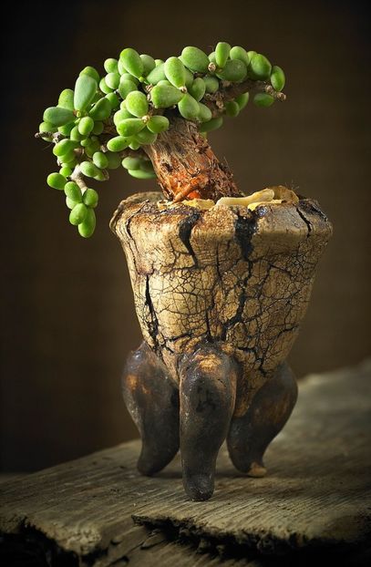 Mark Follon - Ceraria pygmaea - Vase - aranjamente - accesorii