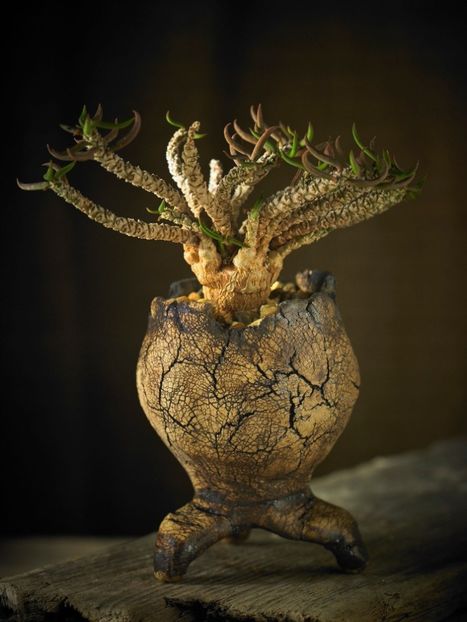 Mark Follon - Euphorbia cylindrifolia - Vase - aranjamente - accesorii