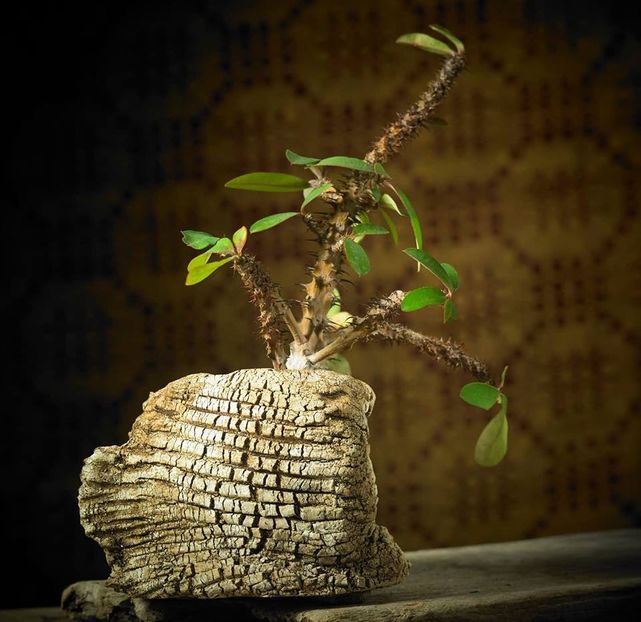 Mark Follon - Euphorbia milii - Vase - aranjamente - accesorii