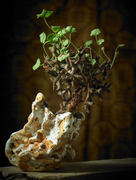 Mark Follon - Pelargonium mirabilis - Vase - aranjamente - accesorii