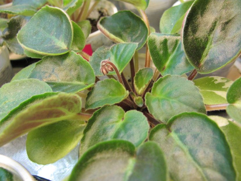  - ZZZRS-Barkhatnyi Nariad trailer