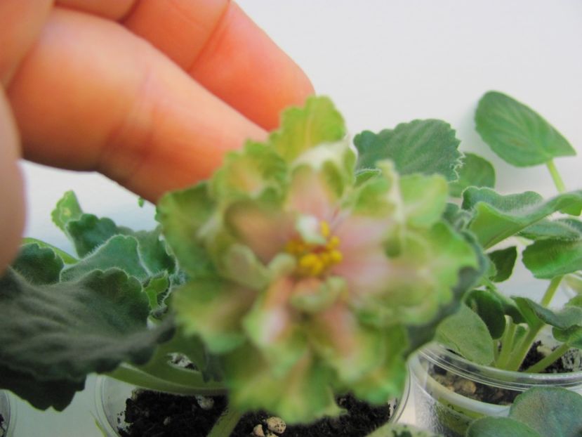  - ZZLE Malachitovaia Roza