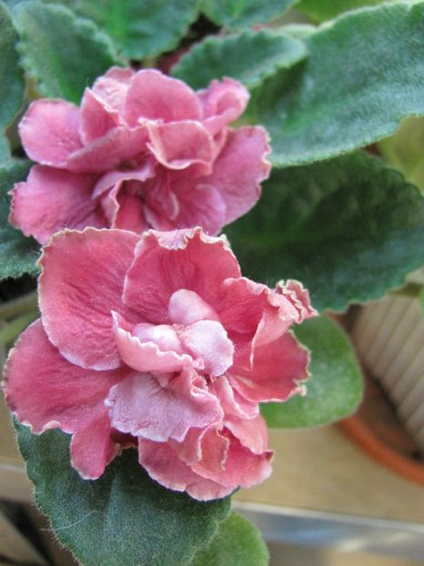  - ZZZLE Neapolitans Zakat