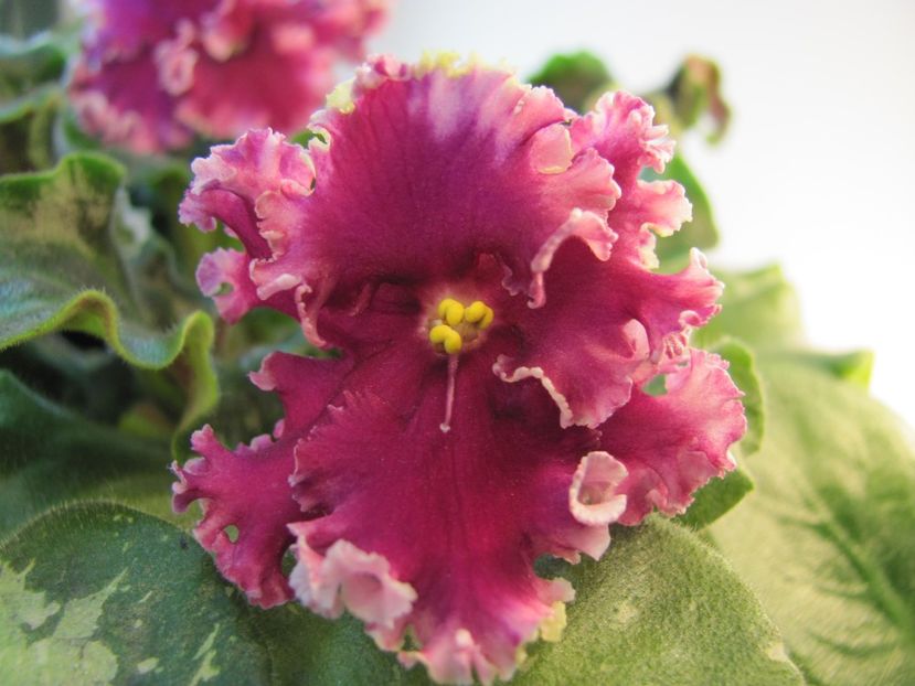  - LE Ognennye Motylki