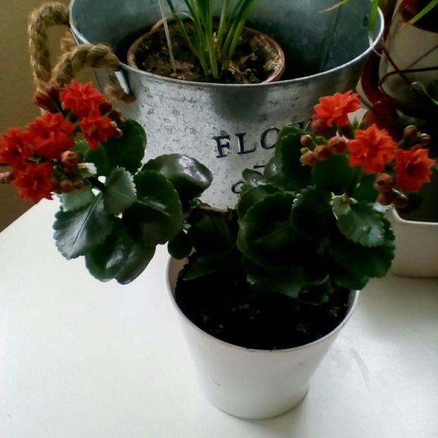  - Kalanchoe