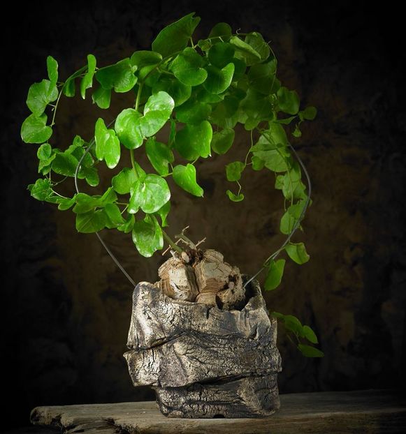Mark Follon - Dioscorea elephantipes - Vase - aranjamente - accesorii