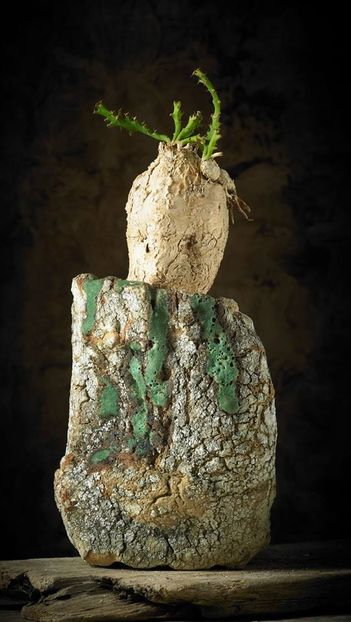 Mark Follon - Euphoria stellata - Vase - aranjamente - accesorii