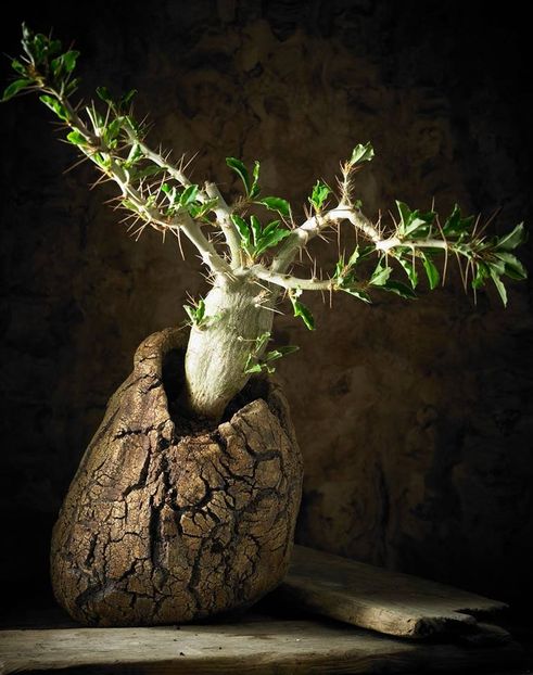 Mark Follon - Pachypodium saundersii - Vase - aranjamente - accesorii