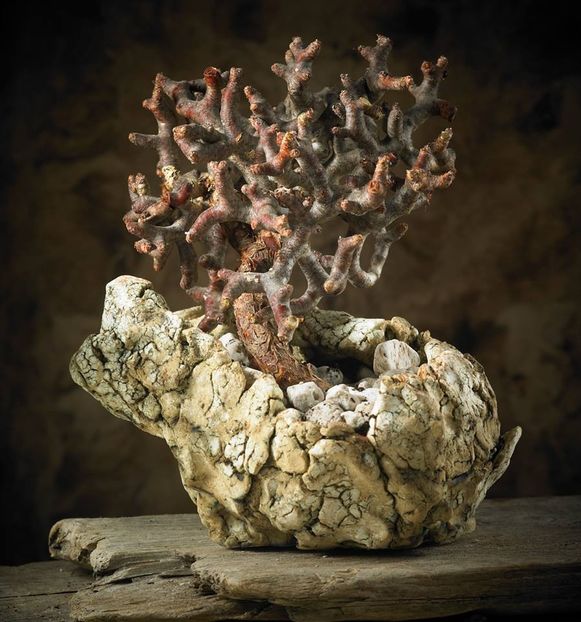 Mark Follon - Pelargonium mirabilis - Vase - aranjamente - accesorii