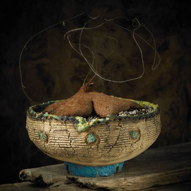 Mark Follon - Dioscorea sylvatica - Vase - aranjamente - accesorii