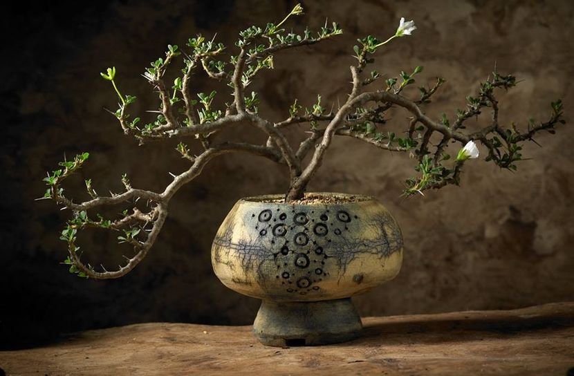 Mark Follon - Sarcocaulon multifidum - Vase - aranjamente - accesorii
