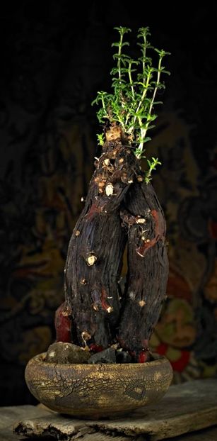 Mark Follon - Mestoklema tuberosa - Vase - aranjamente - accesorii